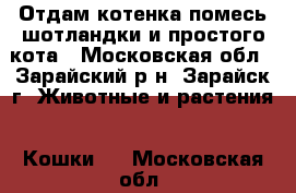 Отдам котенка помесь шотландки и простого кота - Московская обл., Зарайский р-н, Зарайск г. Животные и растения » Кошки   . Московская обл.